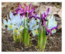 Pack mixed colour iris - of,