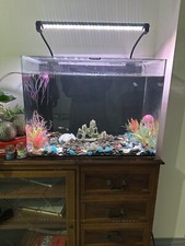 fish tank with free fishes and