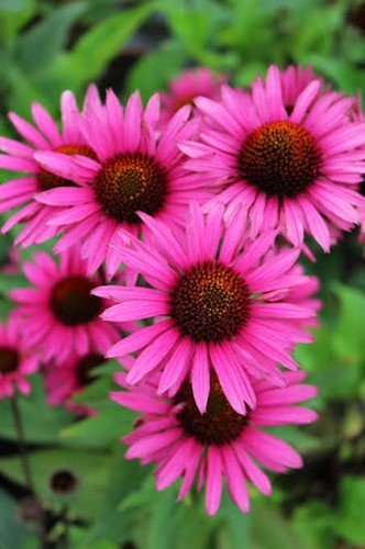 Echinacea purpurea brilliant - 3,