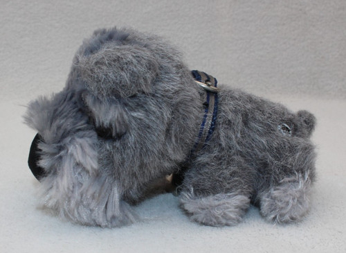Miniature schnauzer grey - -,