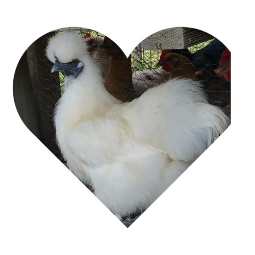 Pure white silkie - pure, fertile