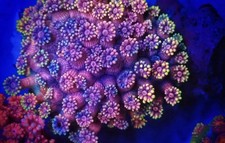 SHA Blood Moon Rainbow