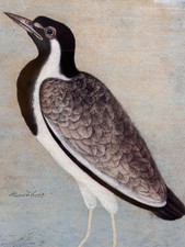 Framed Fine Art Print, Indian Lapwing Mughal Empire, Rare Historic Decor Gifts