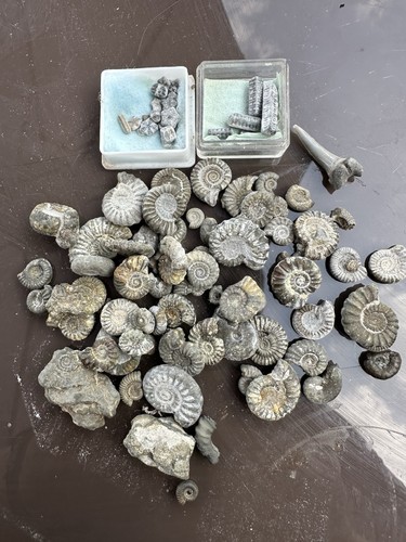 Bulk lot fossil - bulk,