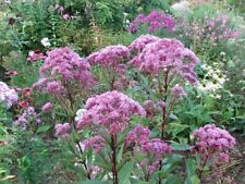 Eupatorium Purpureum-Eutrochium Joe-pye Weed/30 seeds, Hardy Perennial 