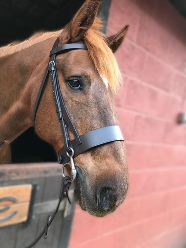 Gallop equestrian hunter - gallop,