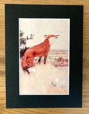 Fox Print by Cecil Aldin in a