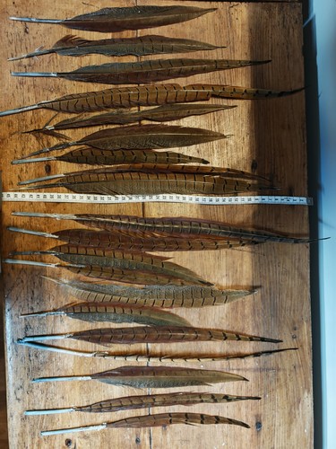 Pheasant cock bird tail - pheasant,