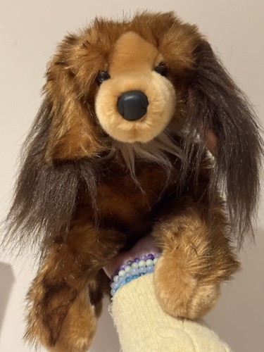 Kenzie long haired dachshund - kenzie,