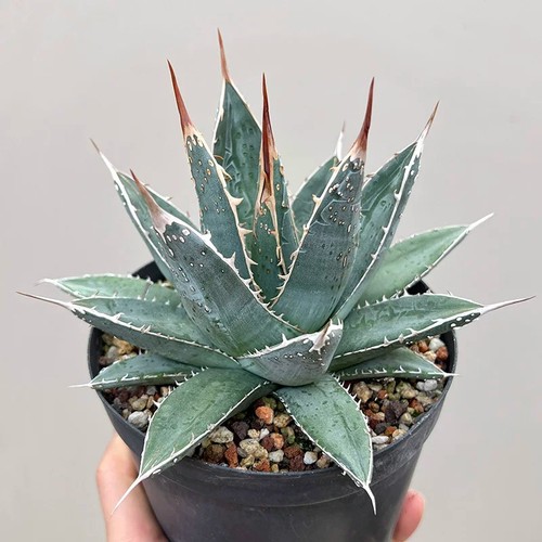 9cm succulent agave plant - succulent,