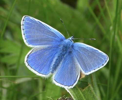 Common blue butterfly - butterfly, larvae