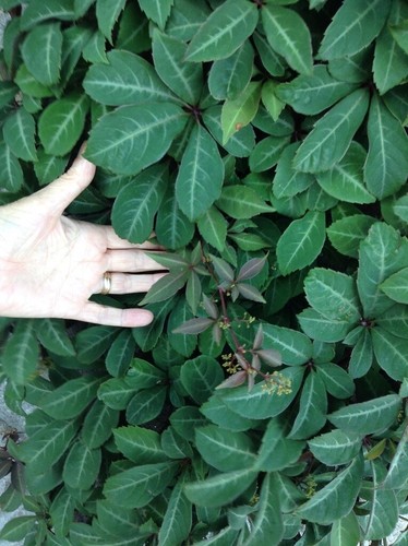 Virginia creeper - virginia,