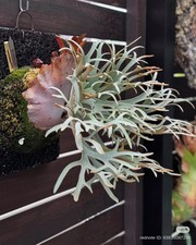 Platycerium Willinckii