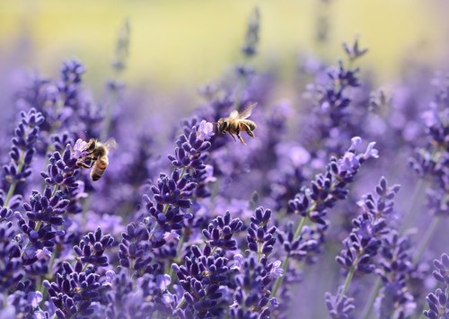 Lavender seeds vera english - seeds,,