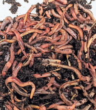 50 Large, Live- Bait Worms