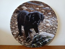 Wedgwood playful puppies - wedgwood,