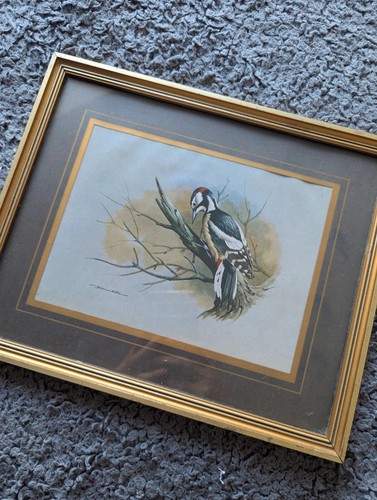 Vintage framed great spotted - vintage,
