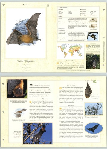 Indian flying fox 117 mammals - indian, #117