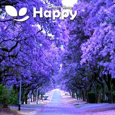 JACARANDA MIMOSIFOLIA 40 seeds - selected seeds - Blue bonsai Tree 
