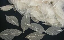 50 Natural Real skeleton