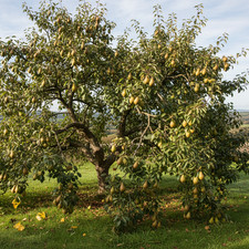 Conference pear tree - pear,
