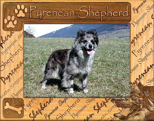 Pyrenean shepherd laser - pyrenean,