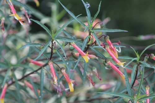 Lobelia laxifolia plug - , plant