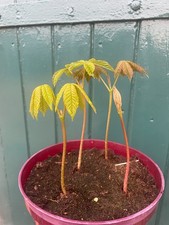 Aesculus hippocastanum Horse