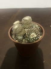 Copiapoa Laui - Rare Cactus