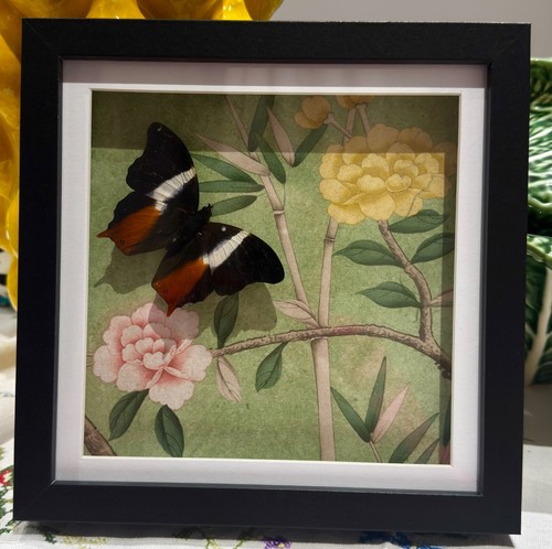 Butterfly taxidermy frame - taxidermy,