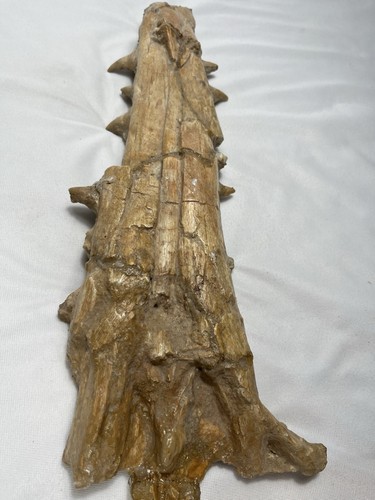 Platecarpus mosasaur upper jaw - mosasaur,