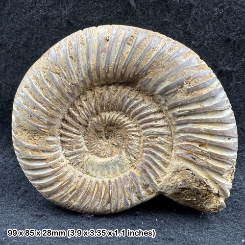 Rare perisphinctes ammonite