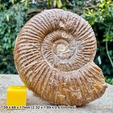 Perisphinctes (dichotomoceras)