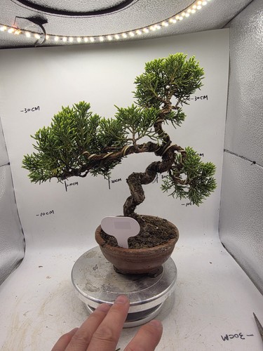 Mini juniper bonsai about - mini,
