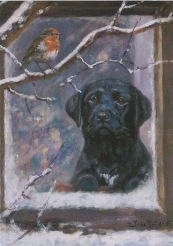 Black labrador robin - labrador,