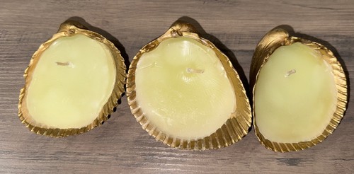 Atlantic giant cockle shell - atlantic,