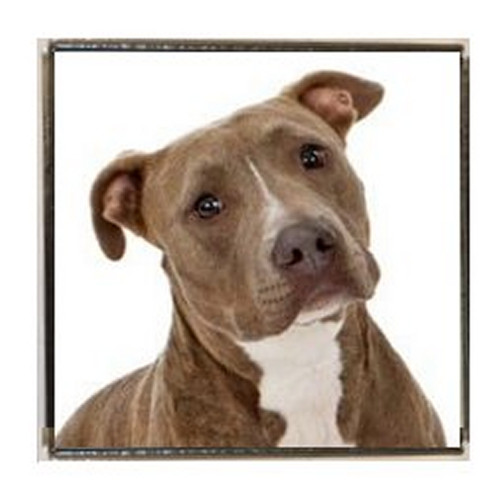 Pit bull dog - bull, silver