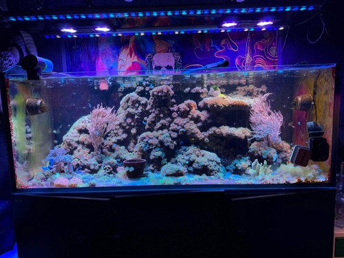 Red sea reefer 525 marine - reefer, g2+