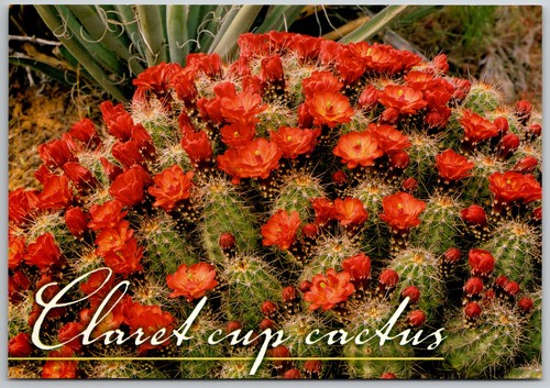 Claret cup cactus - cactus, echinocereus