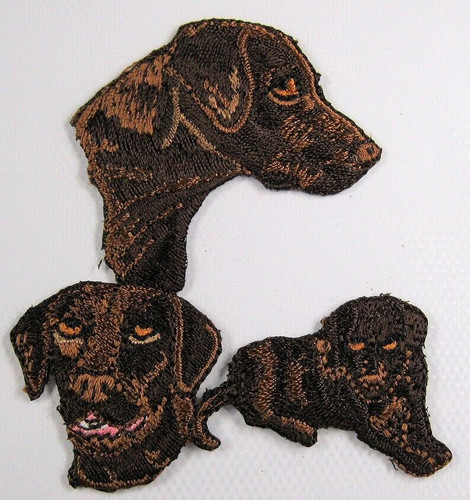 Chocolate labrador dog heat - chocolate,