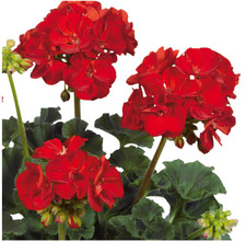 6 Zonal Geranium Bright Red