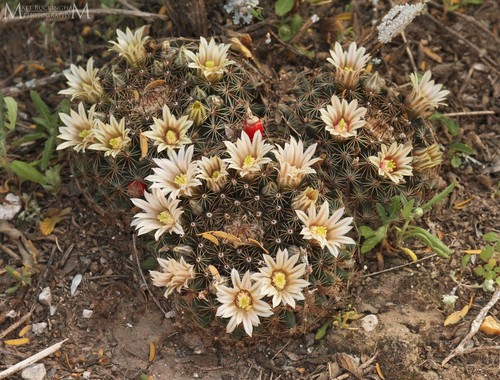 Heyder pincushion cactus - heyder’s,