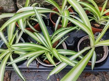 Pack of 5 Spider Plants Roots Chlorophytum Variegatum/ Indoor Plant - Pet Safe