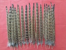 20 Hen Pheasant Centre Tail