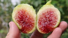 Paradiso Fig tree -one year