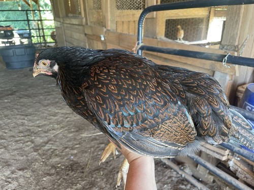 Fertile eggs barnevelder - fertile,