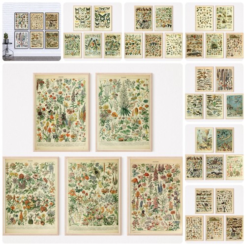 Adolphe millot prints - millot,