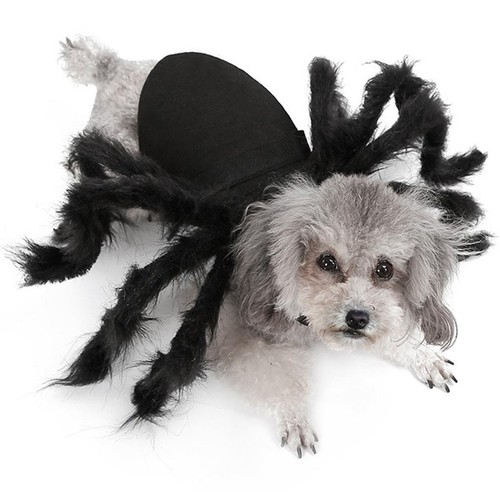 Spider dog costume - costume,