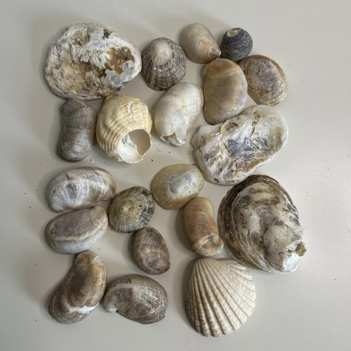 20x shells mixed - 20x,