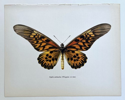 Butterfly unmounted vintage - unmounted,